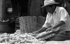 Figura 2. Desgranado mediante tabla con grapas